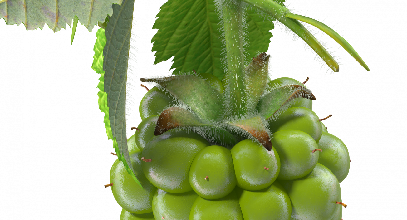 Unripe Green Blackberry with Leaves Fur 3D model