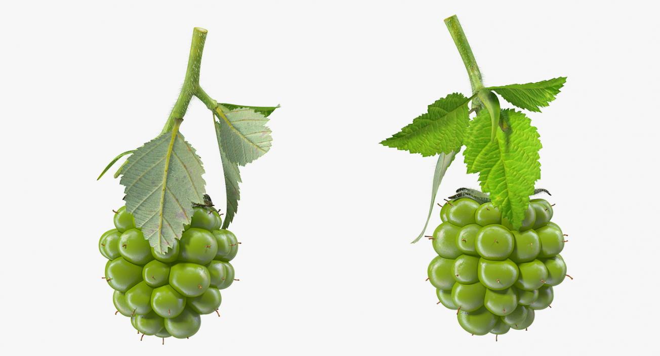 Unripe Green Blackberry with Leaves Fur 3D model