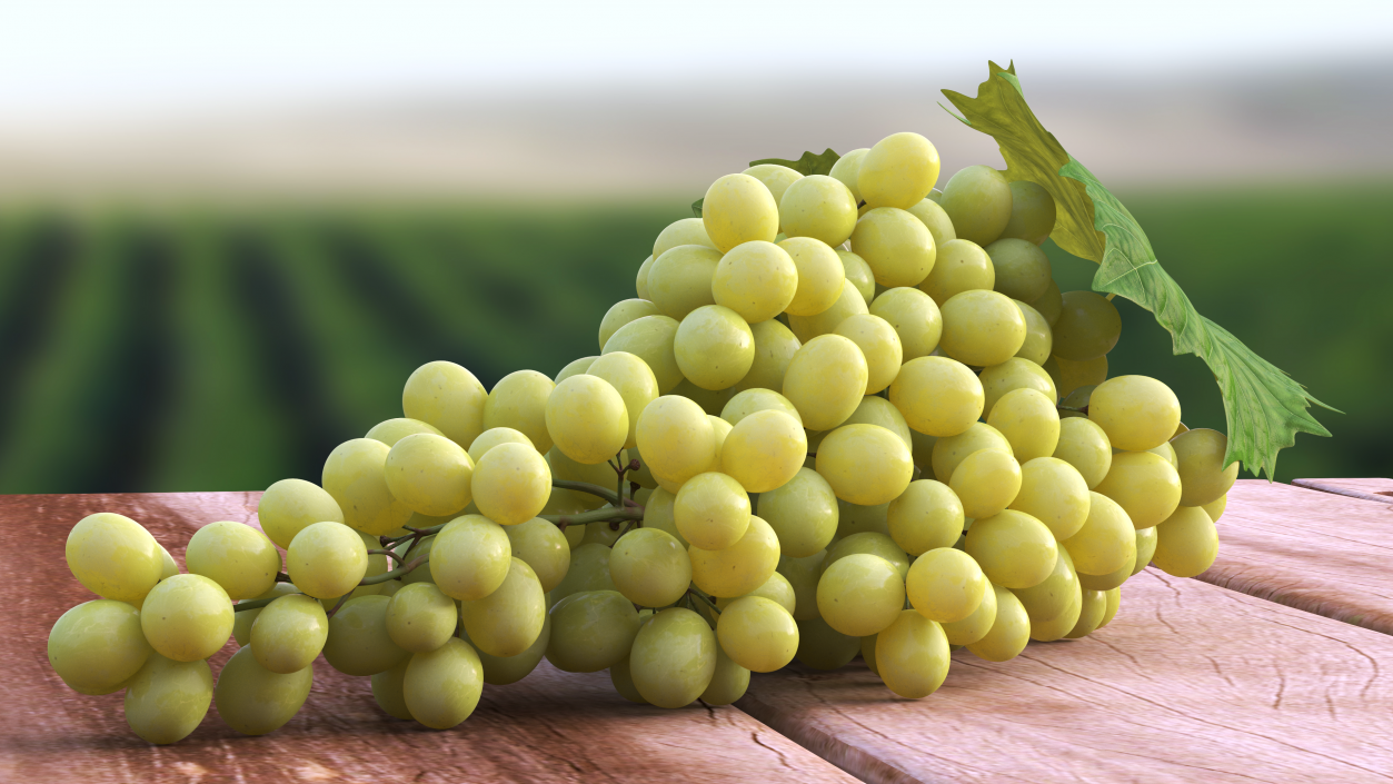 3D Sultana Green Grape Cluster Lying model