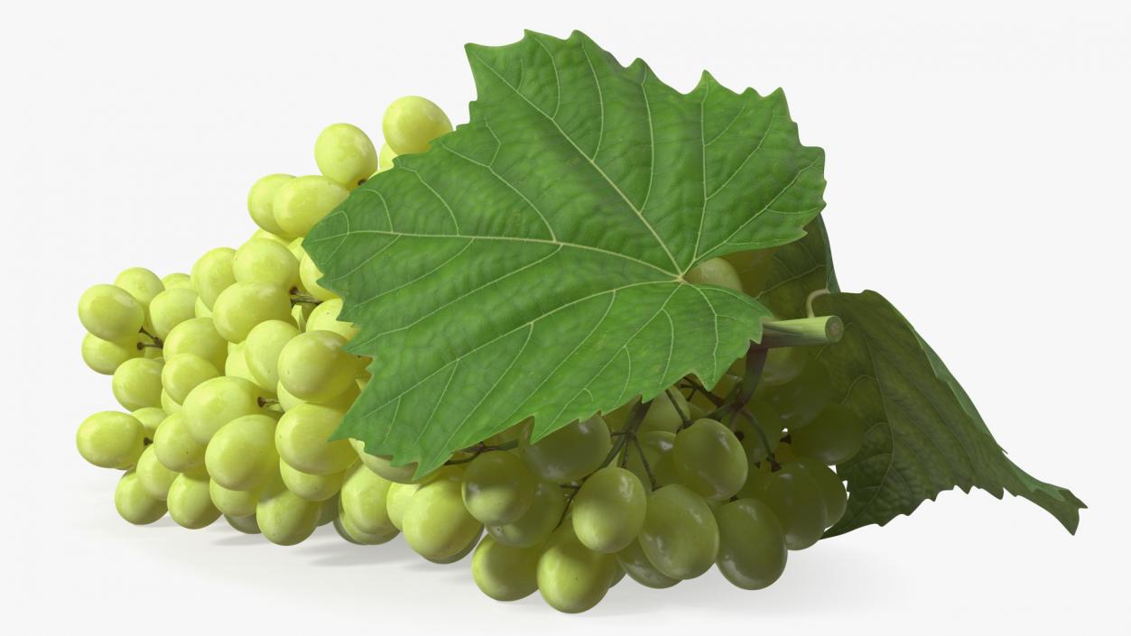 3D Sultana Green Grape Cluster Lying model