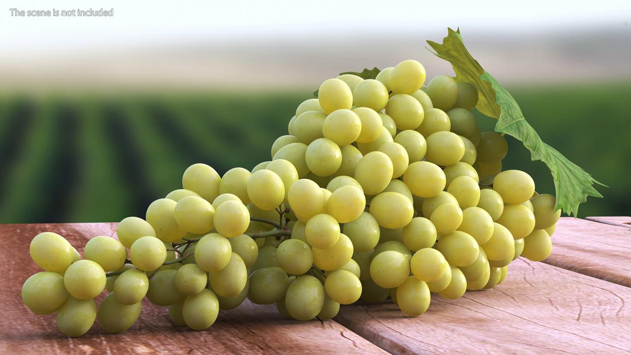 3D Sultana Green Grape Cluster Lying model