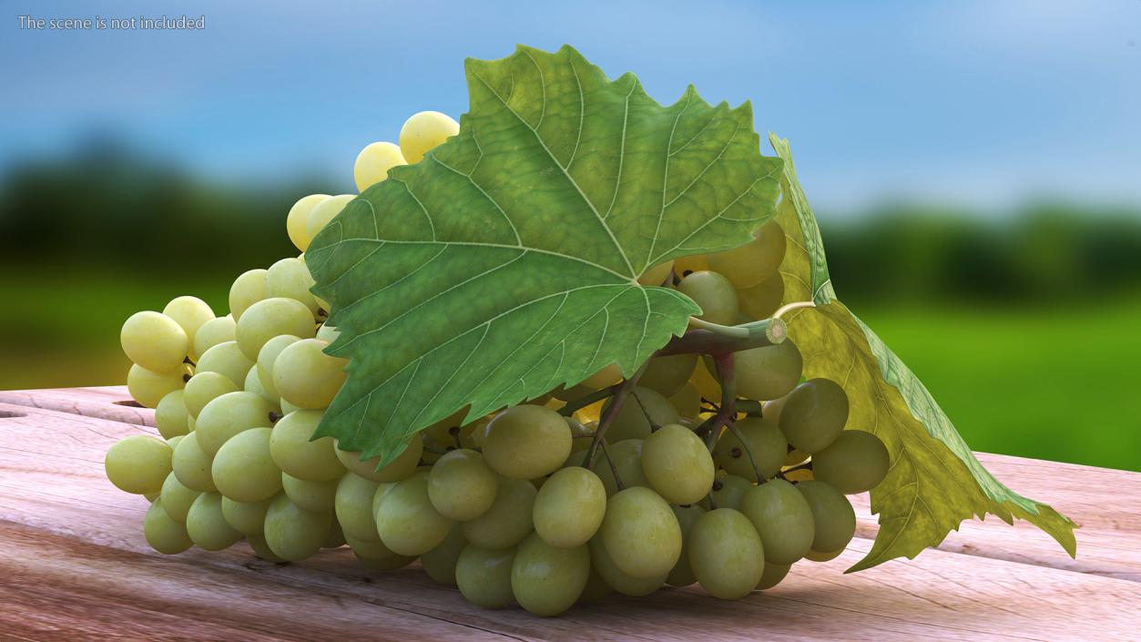 3D Sultana Green Grape Cluster Lying model