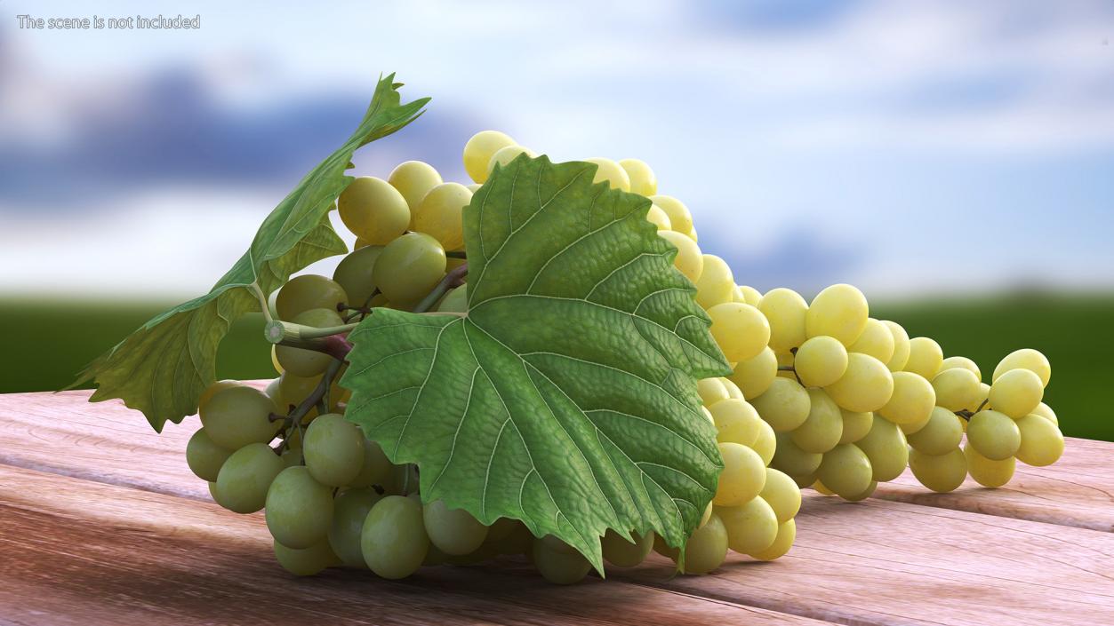 3D Sultana Green Grape Cluster Lying model