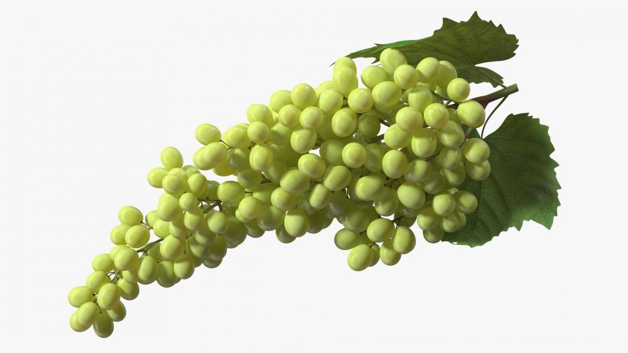 3D Sultana Green Grape Cluster Lying model