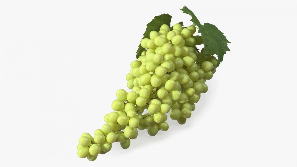 3D Sultana Green Grape Cluster Lying model