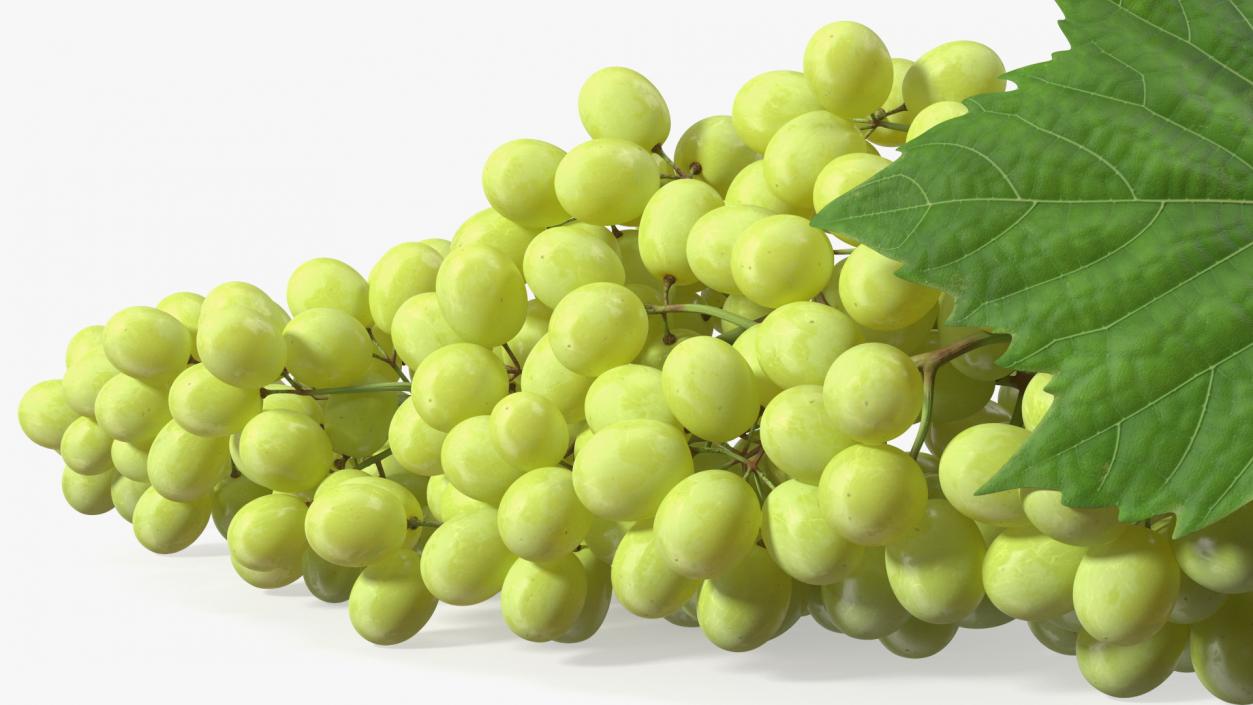 3D Sultana Green Grape Cluster Lying model