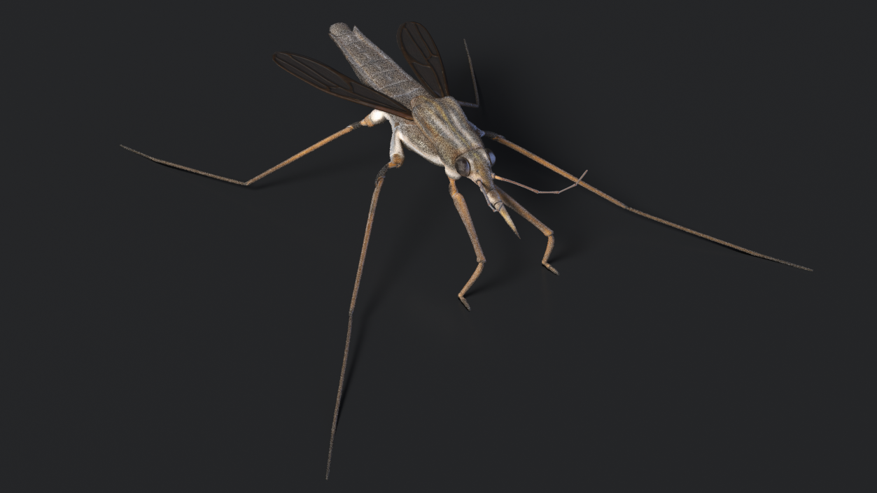 Water Strider Stand Pose 3D model