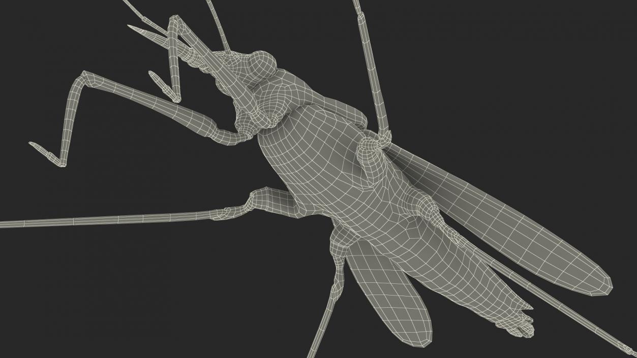 Water Strider Stand Pose 3D model