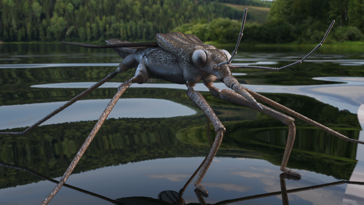 Water Strider Stand Pose 3D model