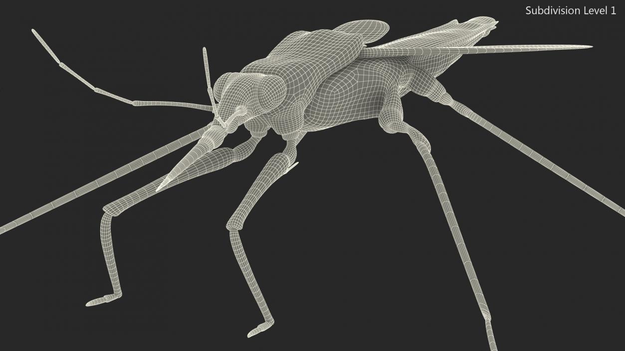 Water Strider Stand Pose 3D model