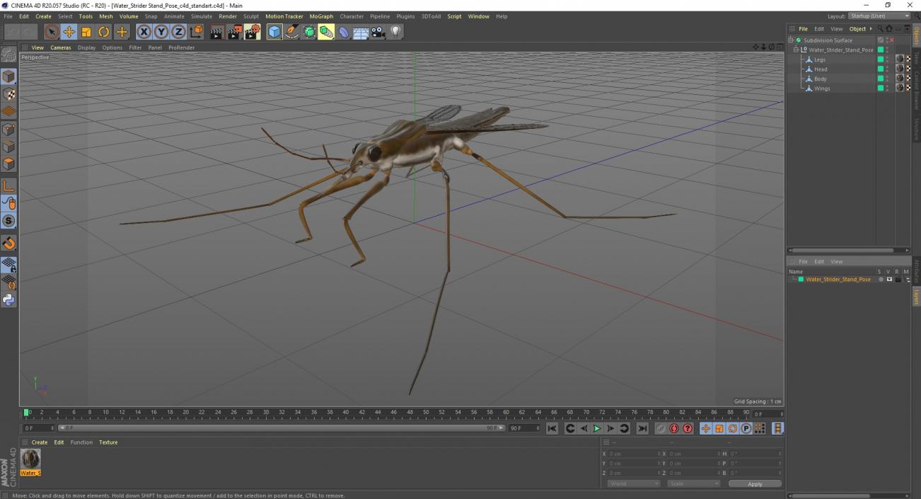 Water Strider Stand Pose 3D model