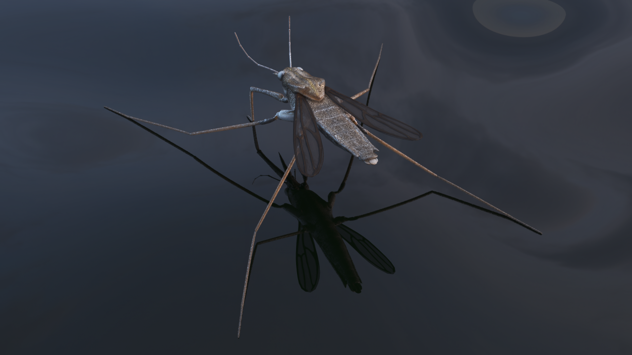 Water Strider Stand Pose 3D model