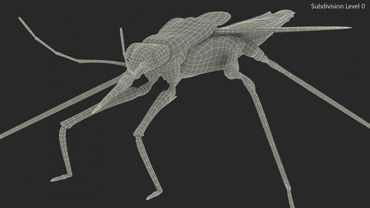 Water Strider Stand Pose 3D model