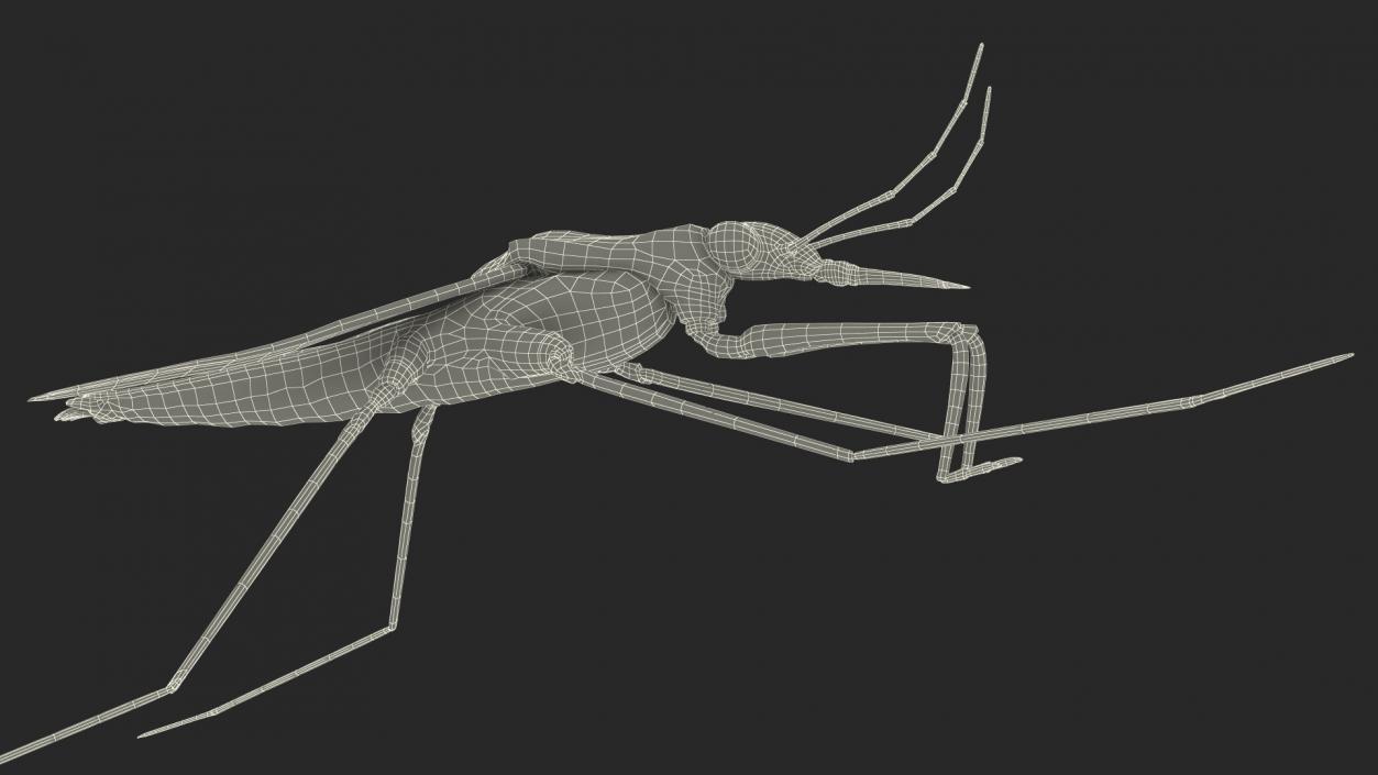 Water Strider Stand Pose 3D model