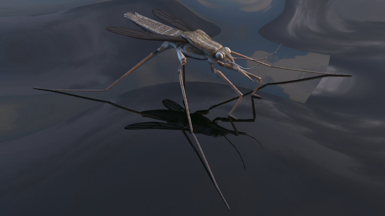 Water Strider Stand Pose 3D model