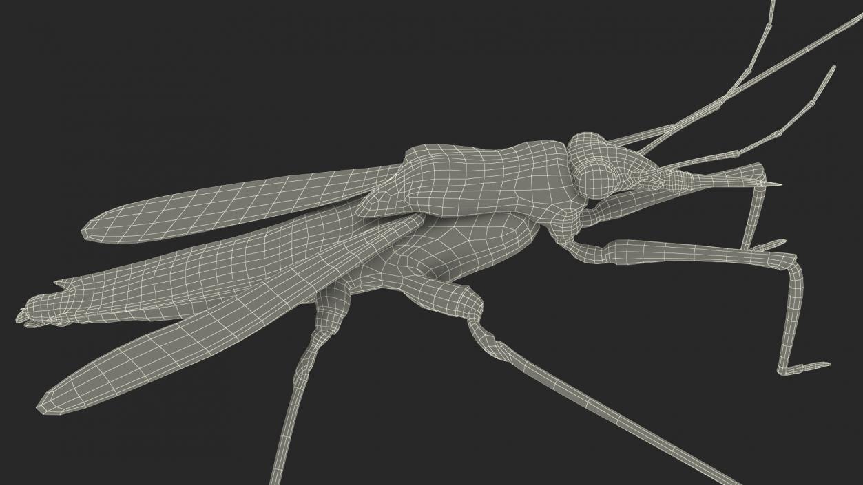 Water Strider Stand Pose 3D model