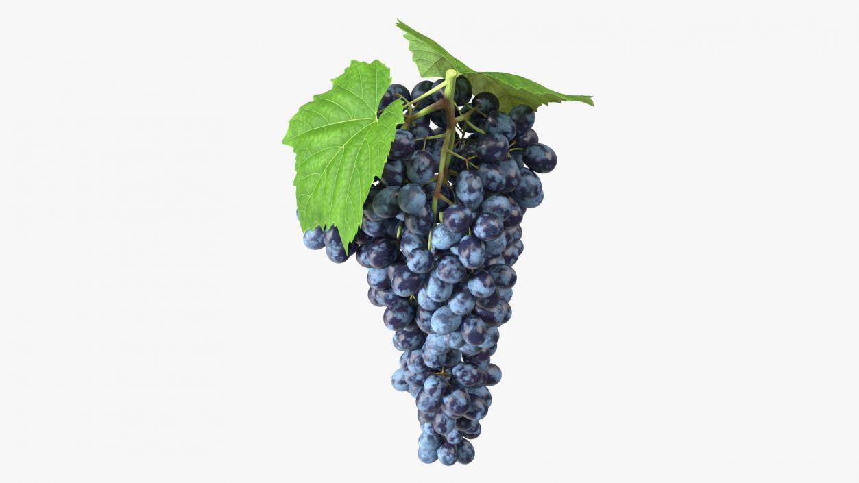 3D Blue Sultana Grape Cluster