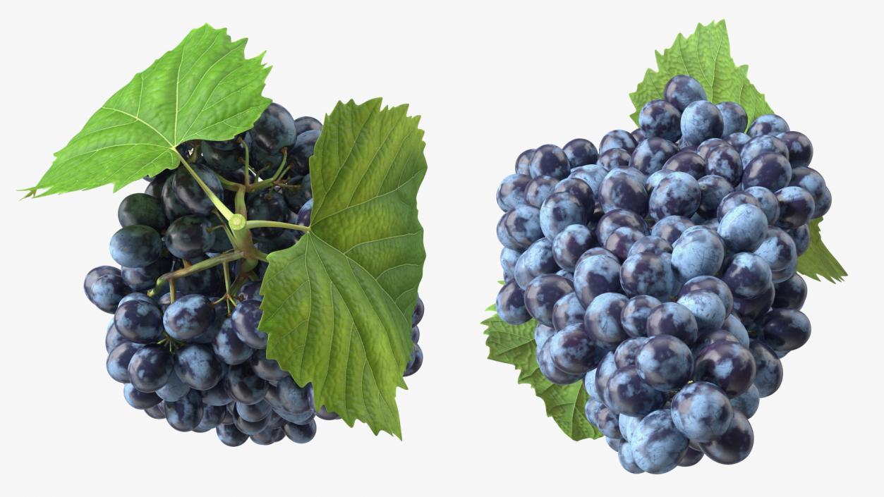 3D Blue Sultana Grape Cluster