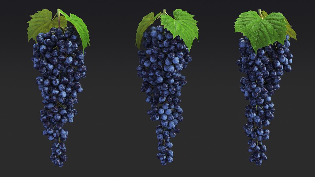 3D Blue Sultana Grape Cluster