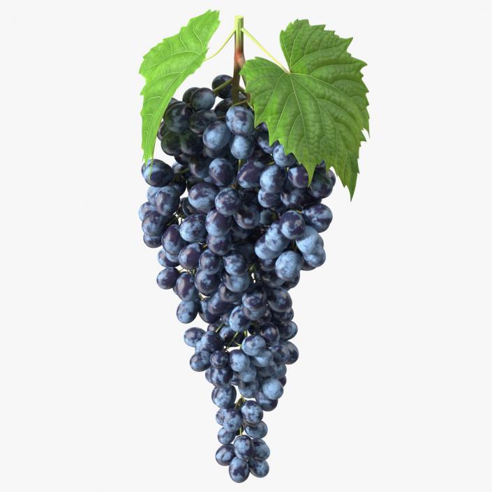 3D Blue Sultana Grape Cluster