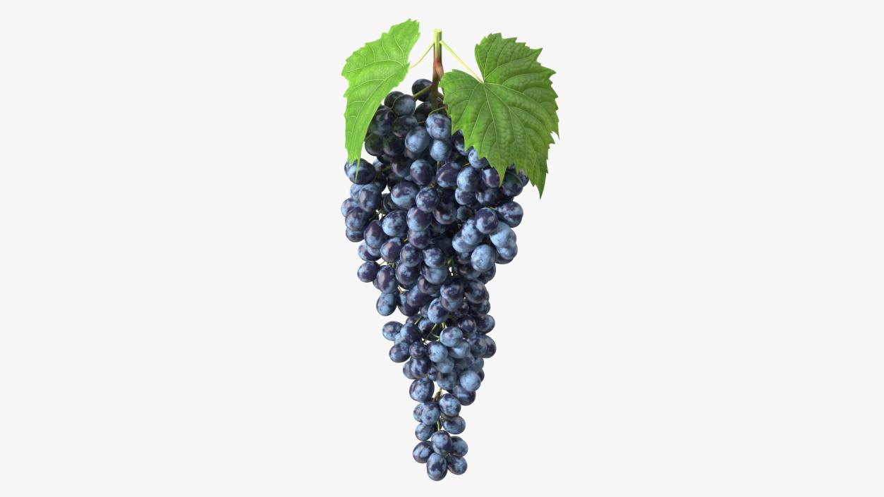 3D Blue Sultana Grape Cluster