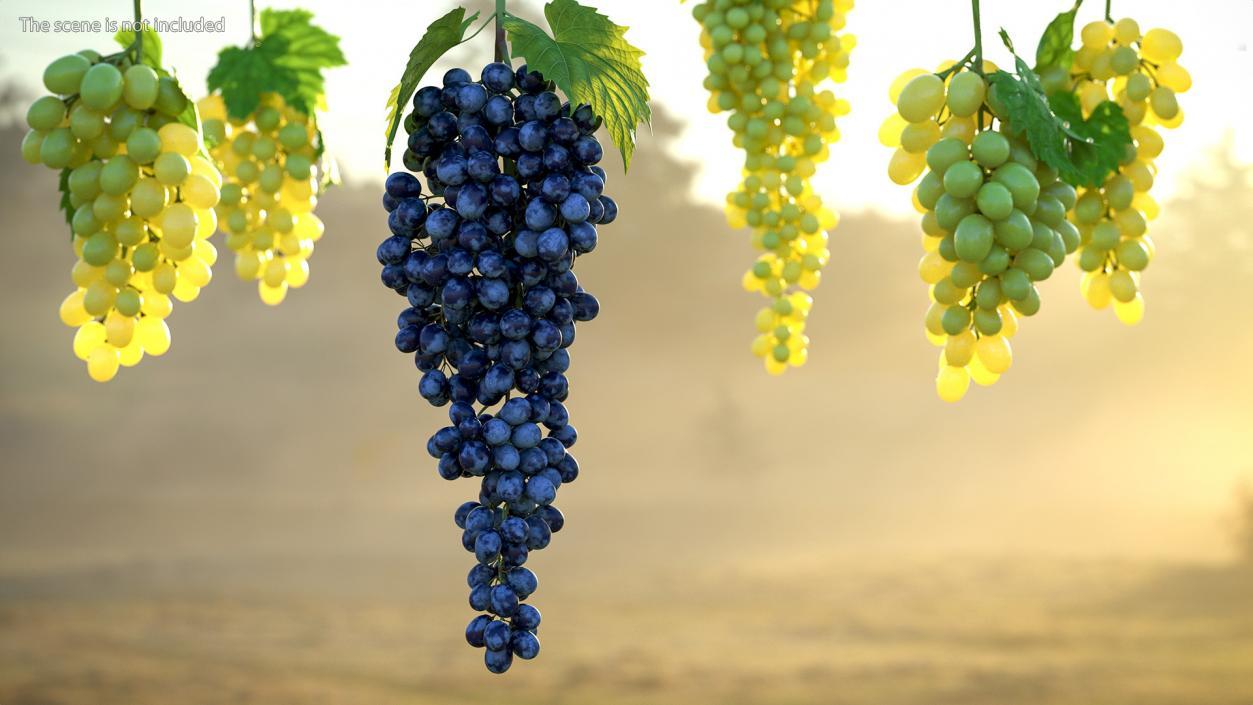 3D Blue Sultana Grape Cluster