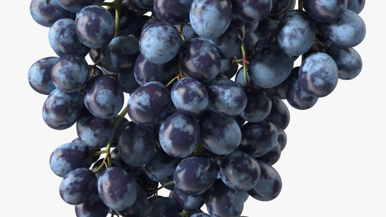 3D Blue Sultana Grape Cluster