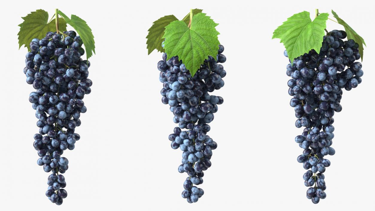 3D Blue Sultana Grape Cluster