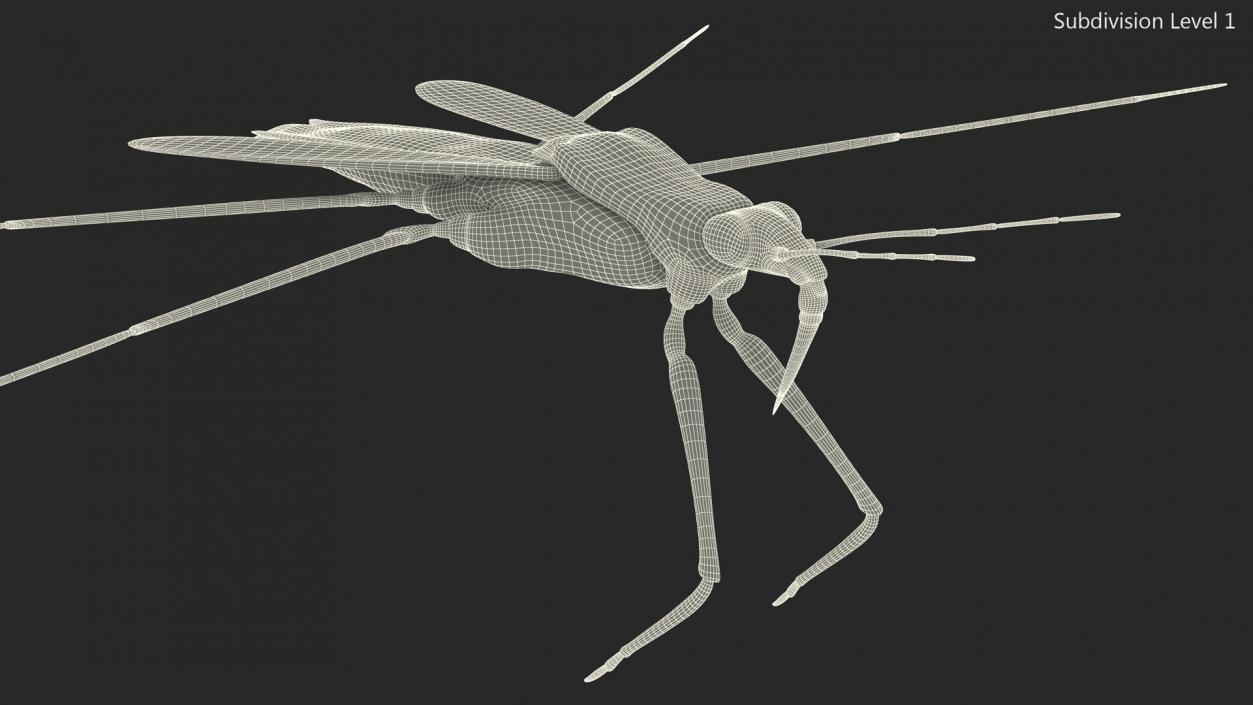 3D Water Strider model