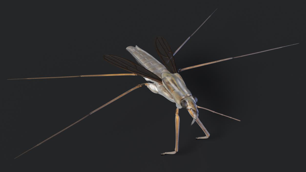 3D Water Strider model