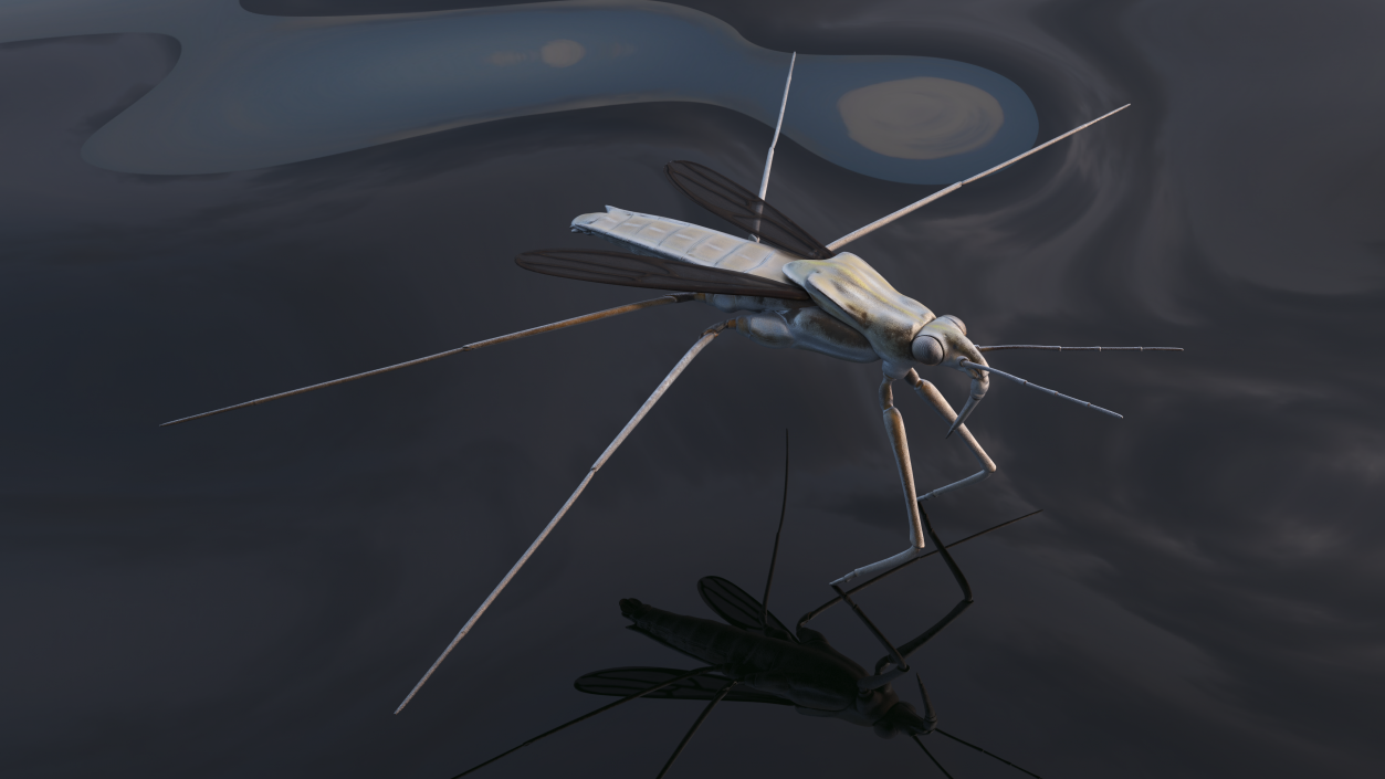 3D Water Strider model