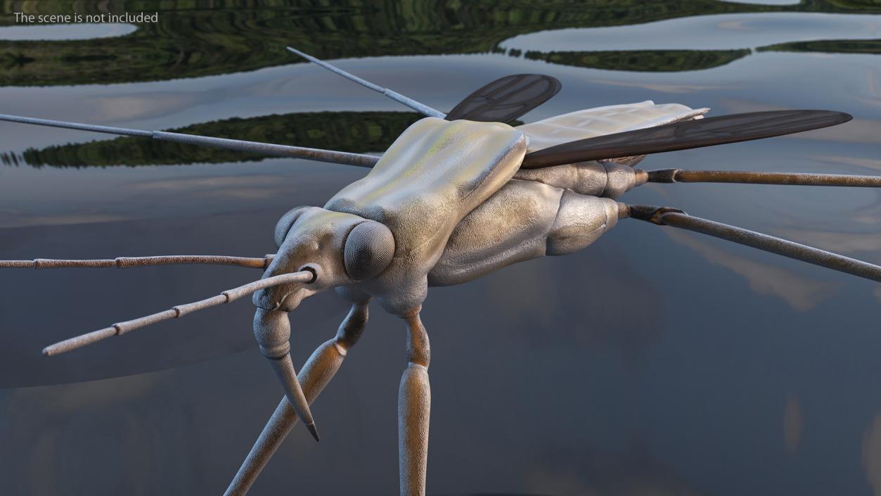 3D Water Strider model