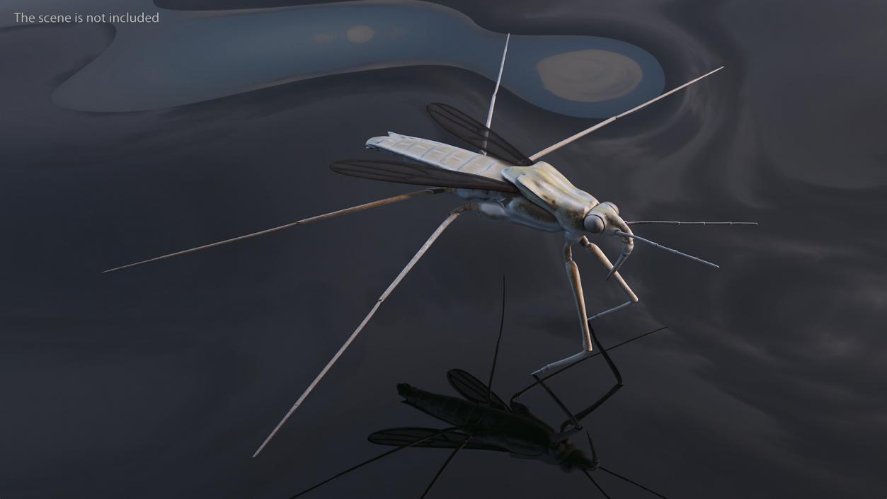 3D Water Strider model