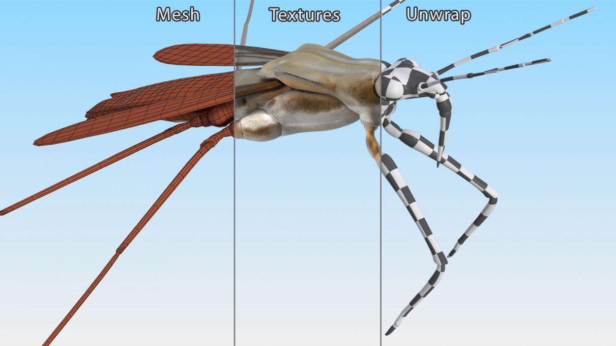 3D Water Strider model