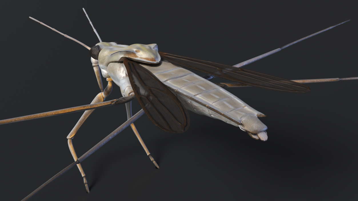 3D Water Strider model