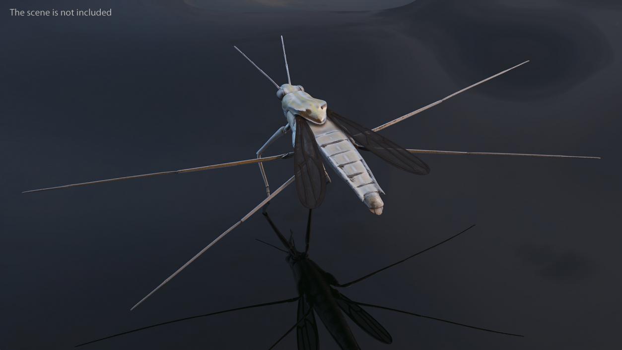 3D Water Strider model