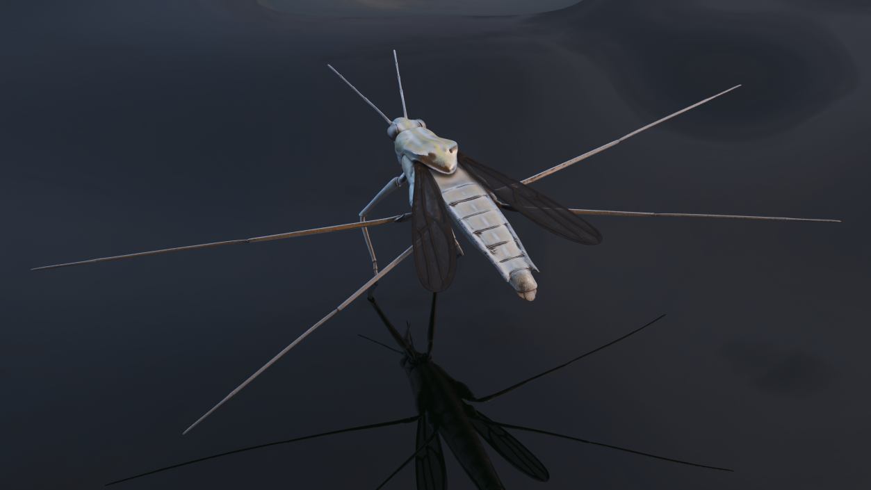 3D Water Strider model