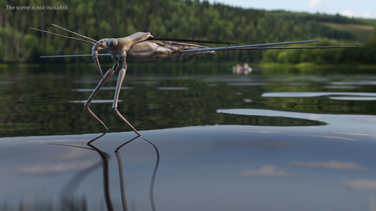 3D Water Strider model