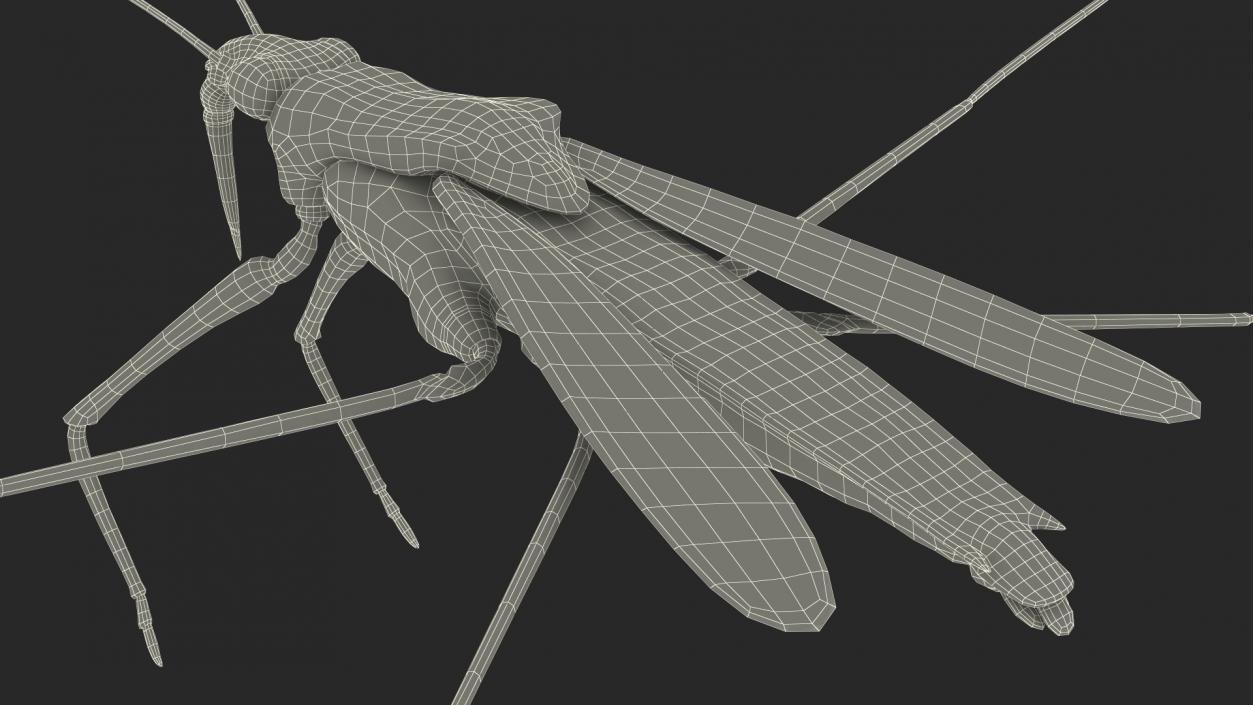 3D Water Strider model