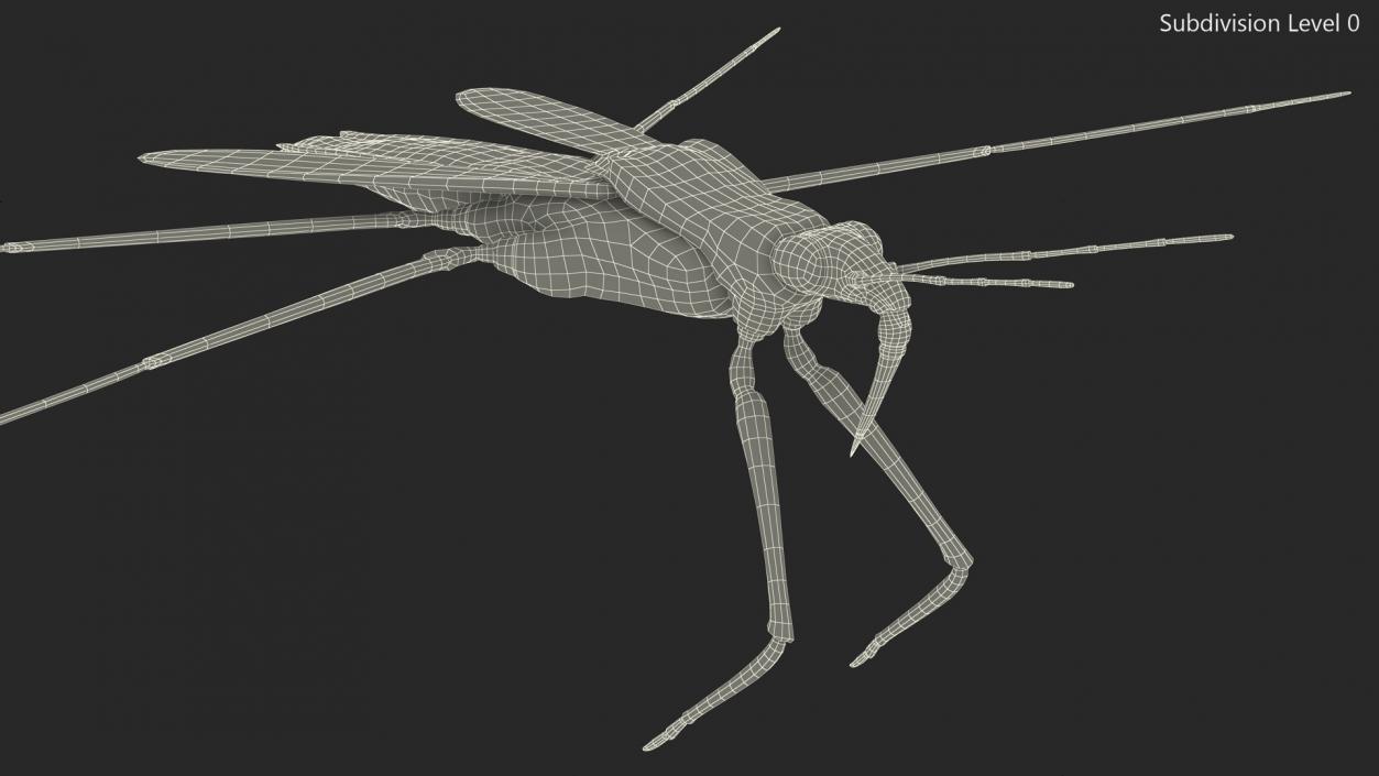 3D Water Strider model