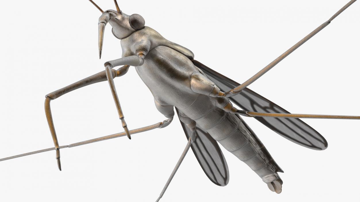 3D Water Strider model