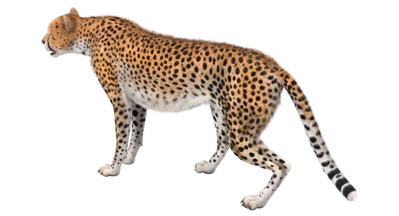 3D African Large Cat Cheetah Standing Pose with Fur model