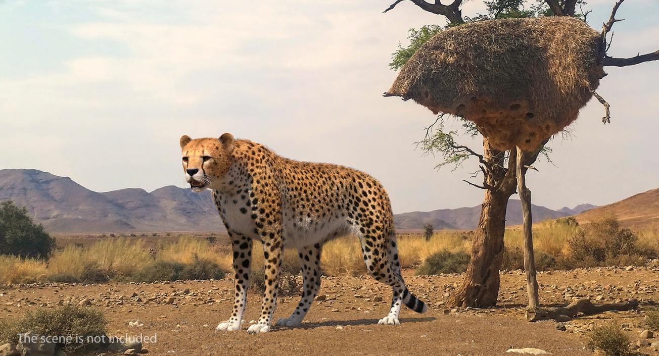 3D African Large Cat Cheetah Standing Pose with Fur model