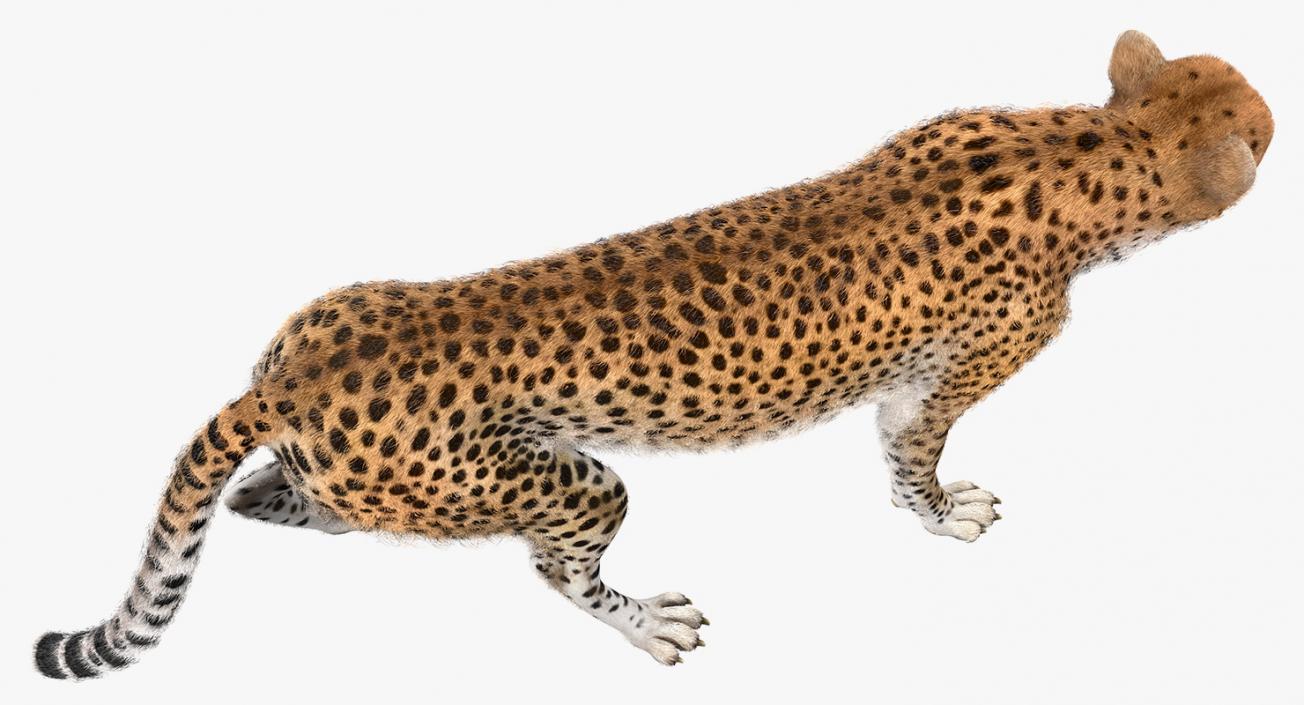 3D African Large Cat Cheetah Standing Pose with Fur model