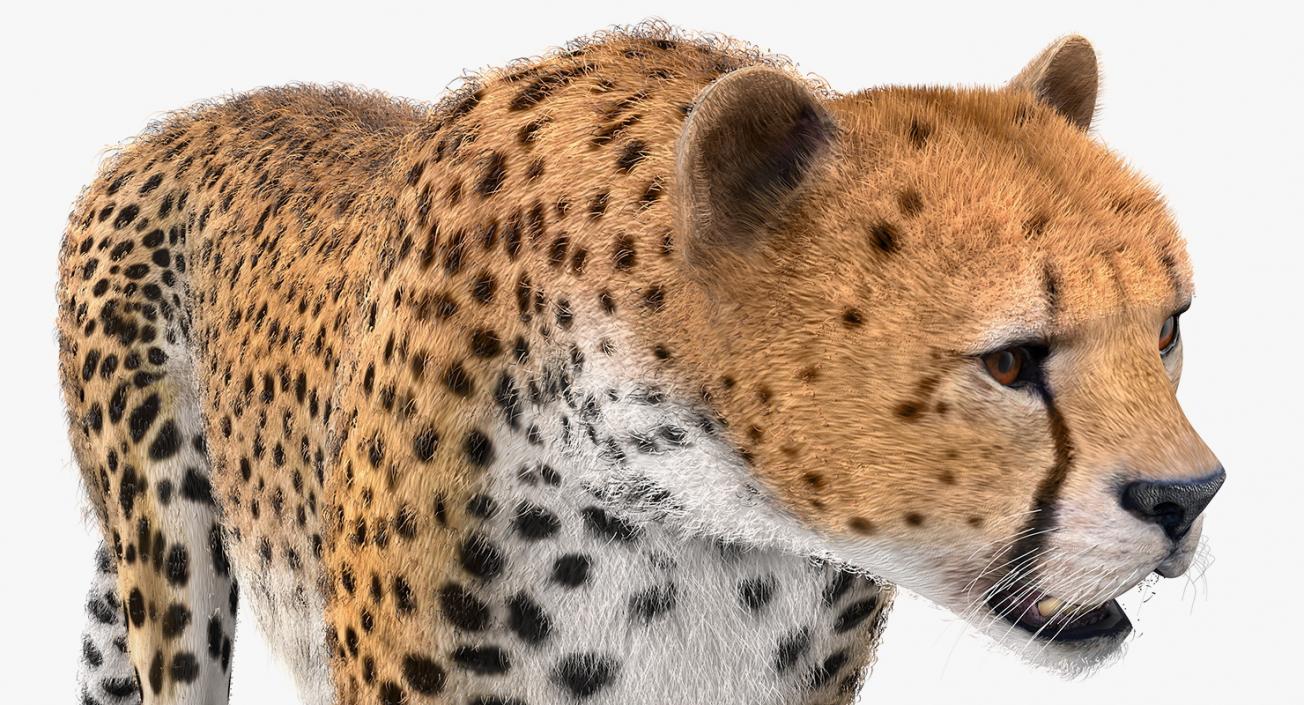 3D African Large Cat Cheetah Standing Pose with Fur model