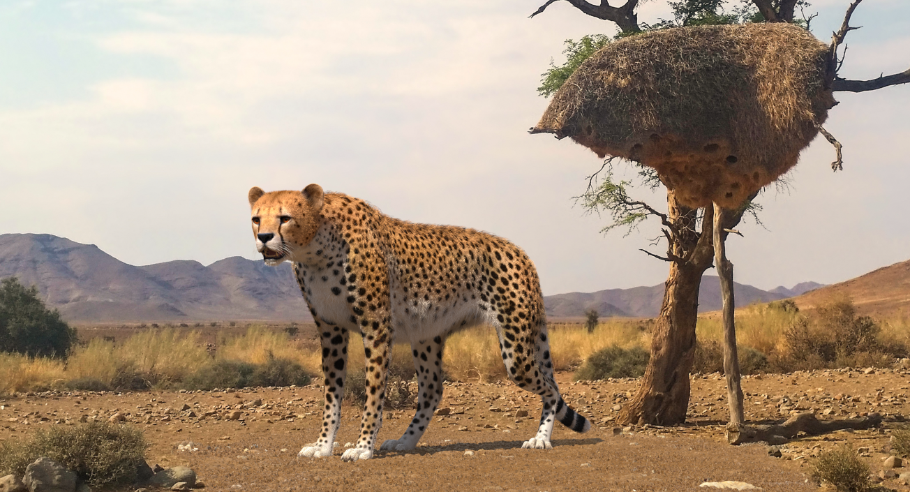 3D African Large Cat Cheetah Standing Pose with Fur model