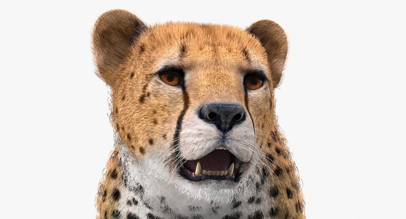 3D African Large Cat Cheetah Standing Pose with Fur model