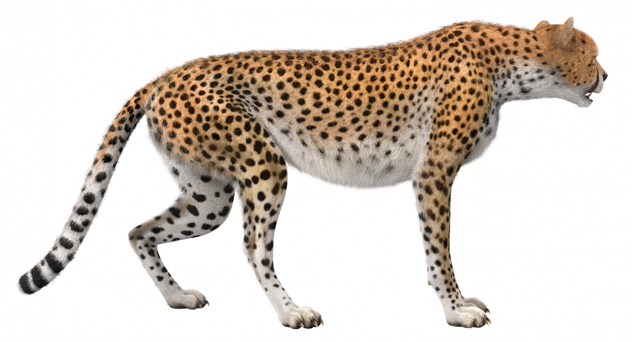 3D African Large Cat Cheetah Standing Pose with Fur model