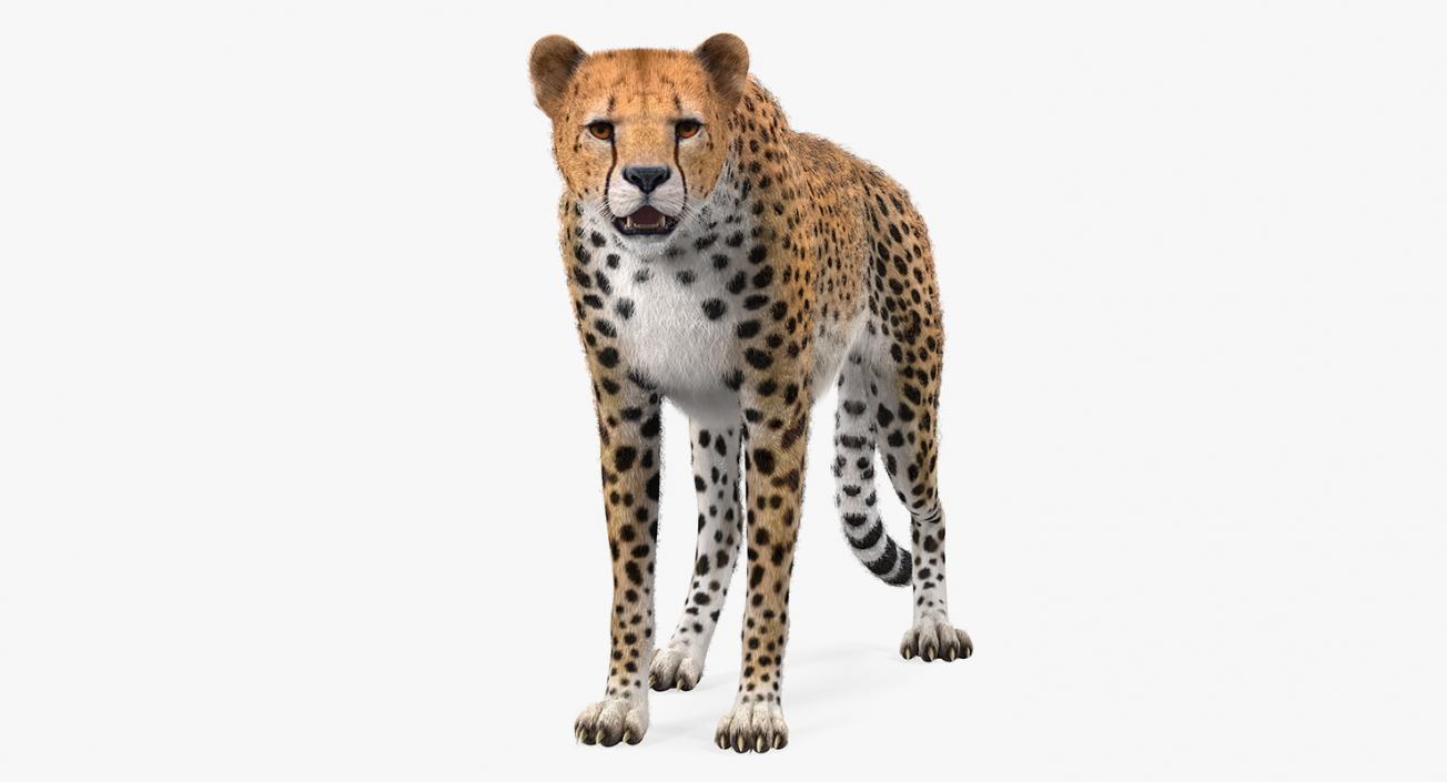 3D African Large Cat Cheetah Standing Pose with Fur model