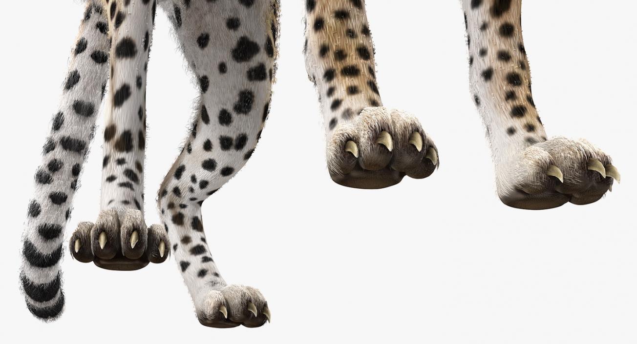 3D African Large Cat Cheetah Standing Pose with Fur model